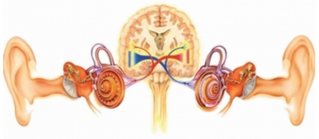 Анатомия на ухото