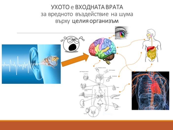 Ухото е входната врата за вредното въздействие на шума върху целия организъм